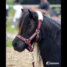 Shetlænder Kongsteds Katie