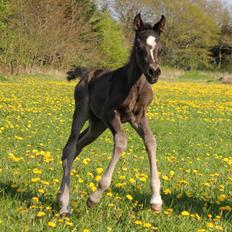 Arabisk fuldblod (OX) Fa Zari