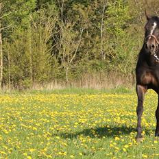 Arabisk fuldblod (OX) Fa Zari