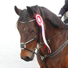 Anden særlig race Dücell