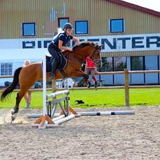 New Forest Fuglekildes Macoy