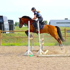 New Forest Fuglekildes Macoy