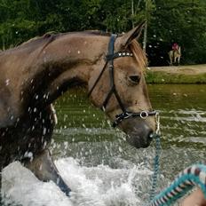 Anden særlig race Klitgaards Maximilian*R.I.P*