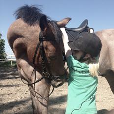 Tysk Sportspony Søndermarkens Oscar