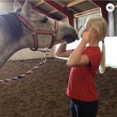 Sportsaraber (A) Chili