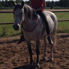 Sportsaraber (A) Chili