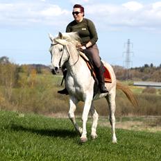 Arabisk fuldblod (OX) Tara Ox Nowita