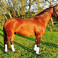 DSP BIRKELUND'S FLAMME