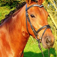 DSP BIRKELUND'S FLAMME