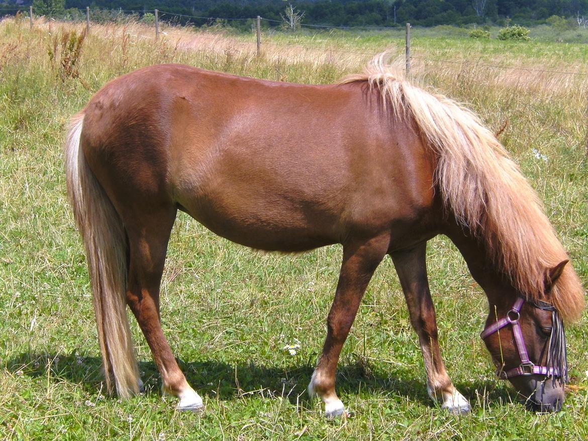 Islænder Grímséy fra Isfryd billede 12