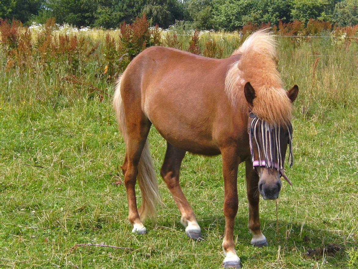 Islænder Grímséy fra Isfryd billede 11