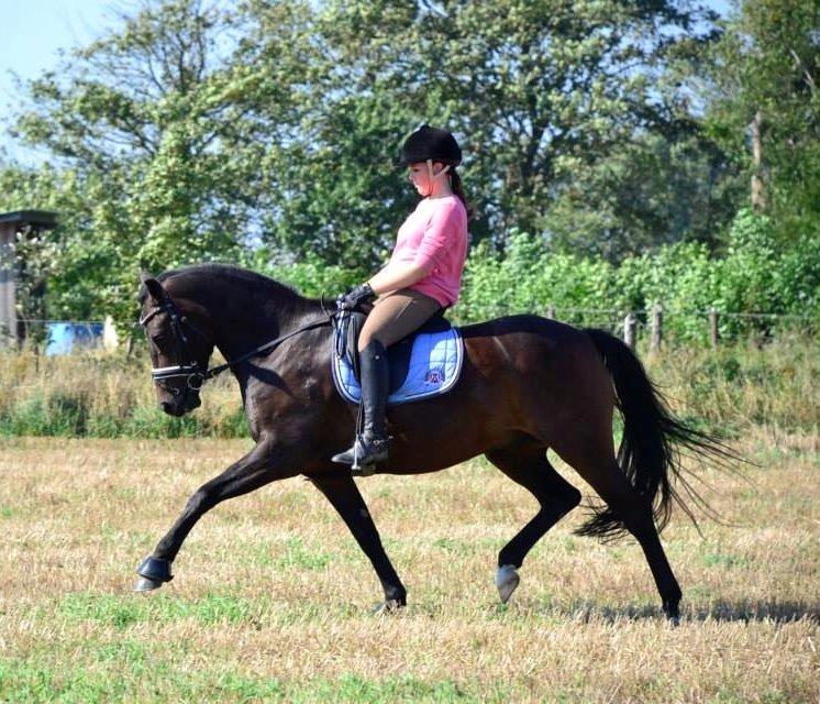 New Forest Meldgaardens Sir Duncan l B-pony - The essential joy of being with horses is that it brings us in contact with the rare elements of grace, beauty, spirit and fire l Duncan på stubmarken 2013. billede 3