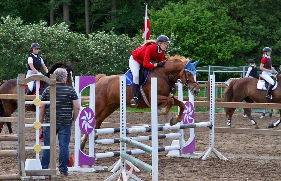 Frederiksborg Bitten Hegnsbo (lånehest) 'soulmate' billede 2