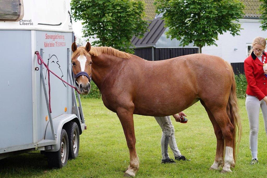 Frederiksborg Bitten Hegnsbo (lånehest) 'soulmate' billede 6