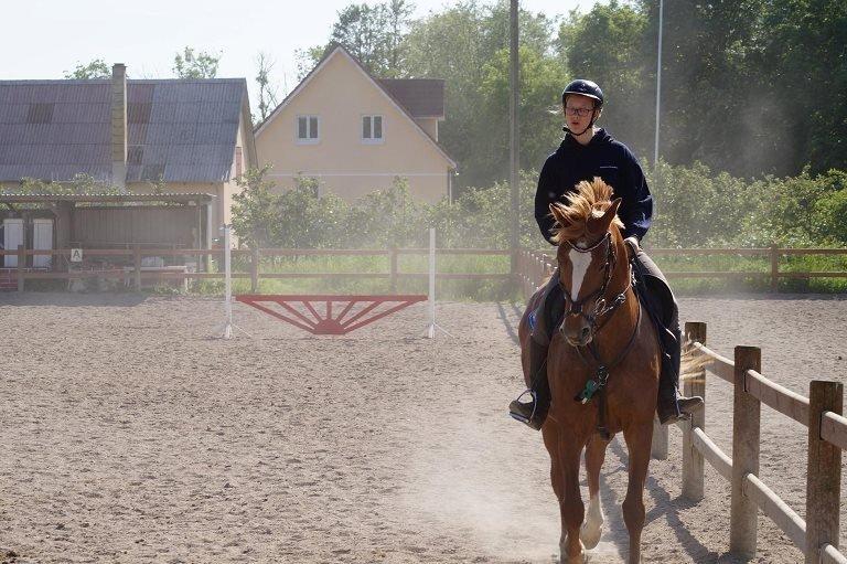Frederiksborg Bitten Hegnsbo (lånehest) 'soulmate' billede 8