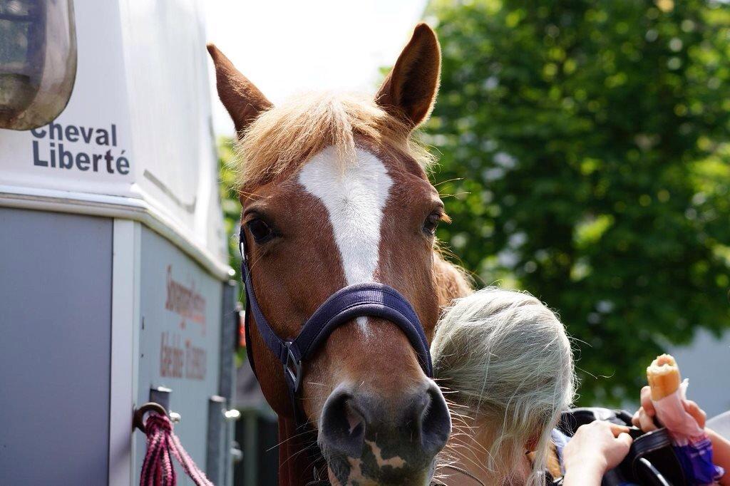 Frederiksborg Bitten Hegnsbo (lånehest) 'soulmate' billede 9