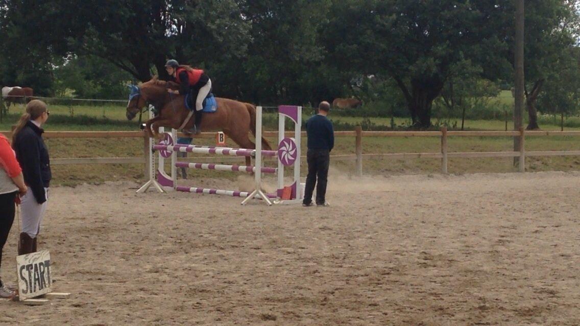 Frederiksborg Bitten Hegnsbo (lånehest) 'soulmate' billede 12