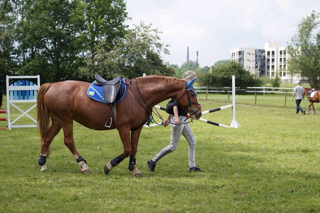 Frederiksborg Bitten Hegnsbo (lånehest) 'soulmate' billede 13