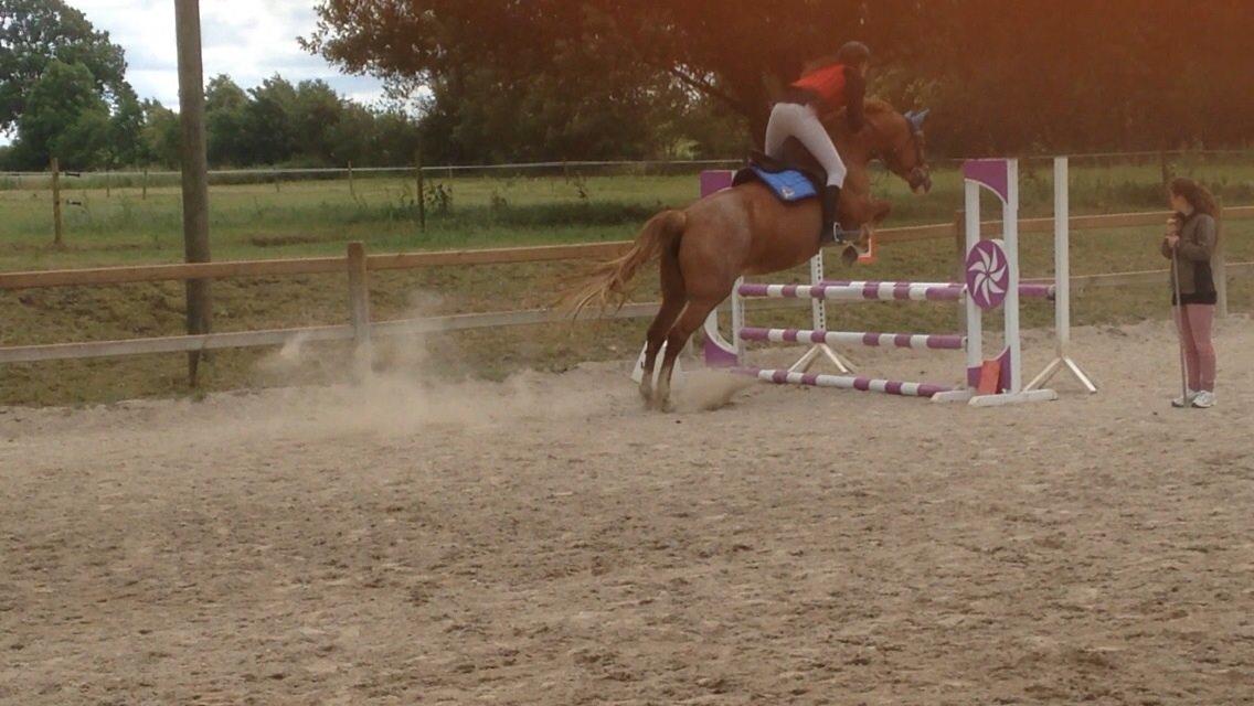 Frederiksborg Bitten Hegnsbo (lånehest) 'soulmate' billede 14