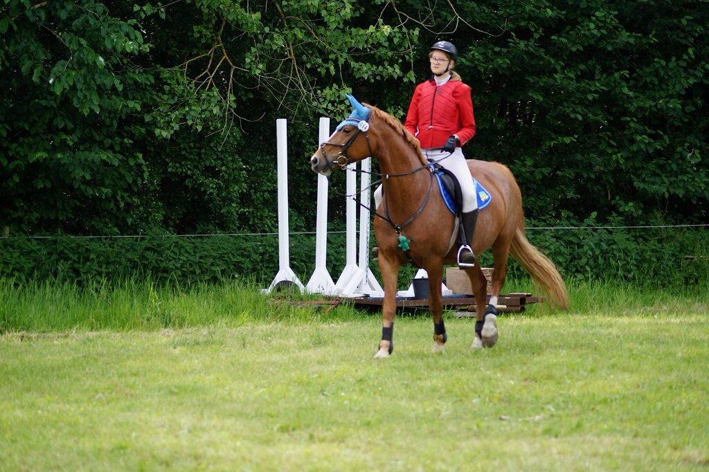 Frederiksborg Bitten Hegnsbo (lånehest) 'soulmate' billede 15