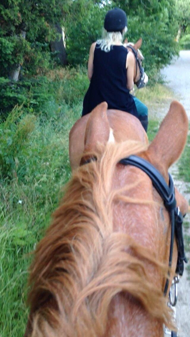 Frederiksborg Bitten Hegnsbo (lånehest) 'soulmate' billede 16