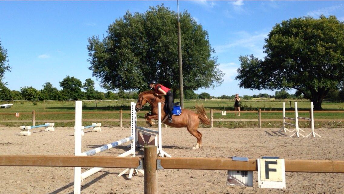 Frederiksborg Bitten Hegnsbo (lånehest) 'soulmate' billede 17