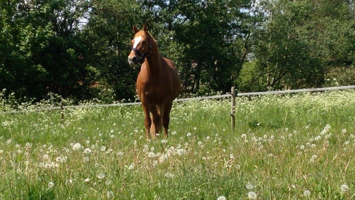 Frederiksborg Bitten Hegnsbo (lånehest) 'soulmate' billede 18