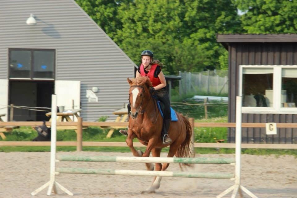 Frederiksborg Bitten Hegnsbo (lånehest) 'soulmate' billede 19