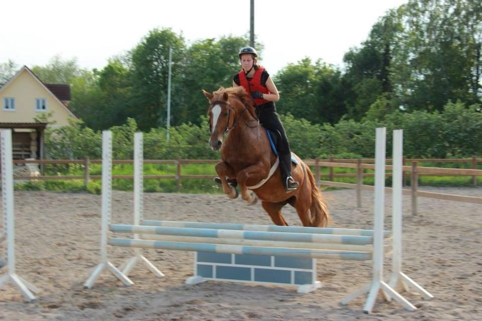 Frederiksborg Bitten Hegnsbo (lånehest) 'soulmate' billede 20
