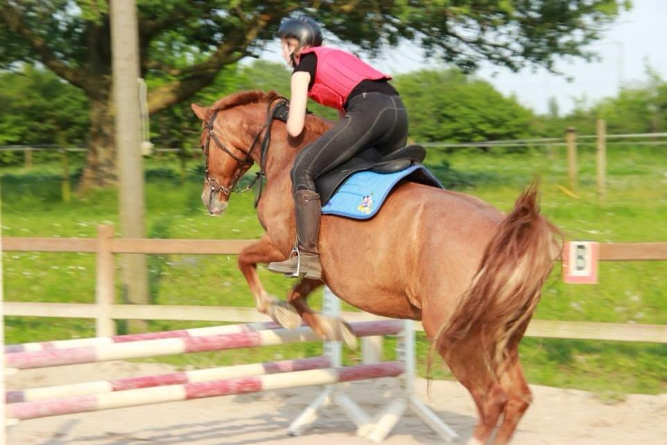 Frederiksborg Bitten Hegnsbo (lånehest) 'soulmate' billede 21