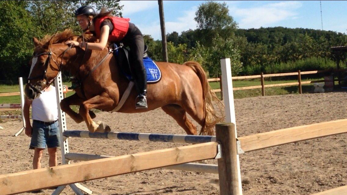 Frederiksborg Bitten Hegnsbo (lånehest) 'soulmate' billede 25