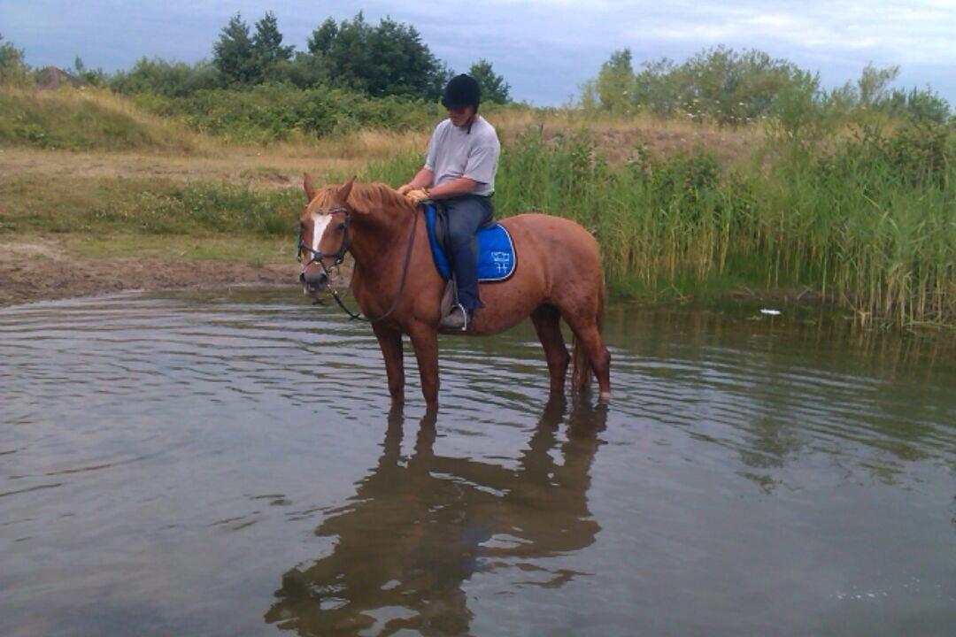 Frederiksborg Bitten Hegnsbo (lånehest) 'soulmate' billede 27