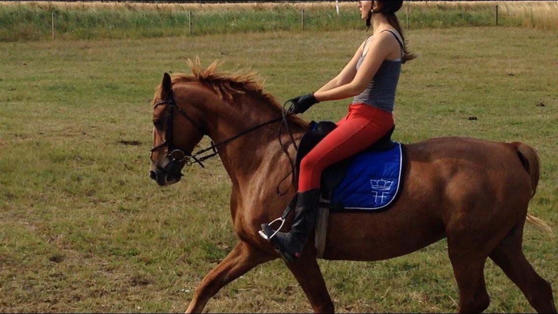 Frederiksborg Bitten Hegnsbo (lånehest) 'soulmate' billede 31