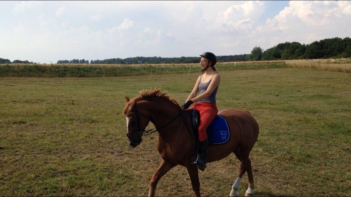 Frederiksborg Bitten Hegnsbo (lånehest) 'soulmate' billede 34