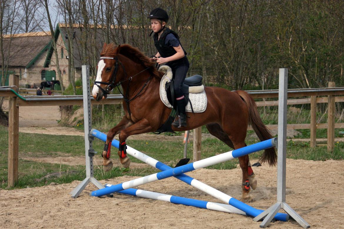 Anden særlig race Fie billede 10