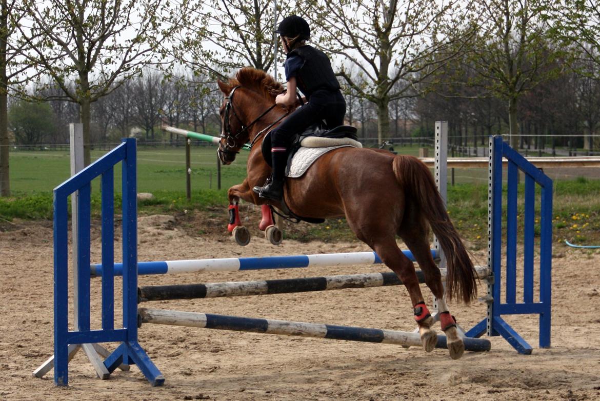 Anden særlig race Fie billede 7