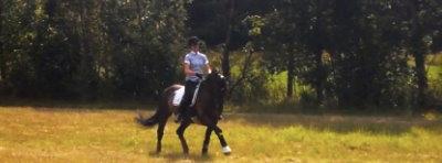 Dansk Varmblod Caruso (SOLGT)  - fine. træning 1/7 billede 9