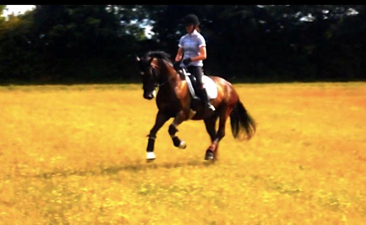 Dansk Varmblod Caruso (SOLGT)  - han er blevet så fin i galoppen ! hvor der er vilje er der vej ! billede 1