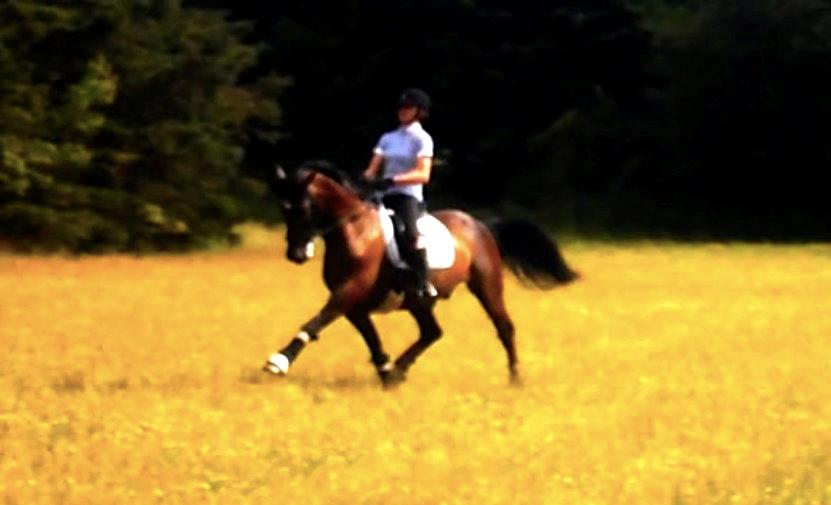 Dansk Varmblod Caruso (SOLGT)  - Sikke nogle forben:) billede 10