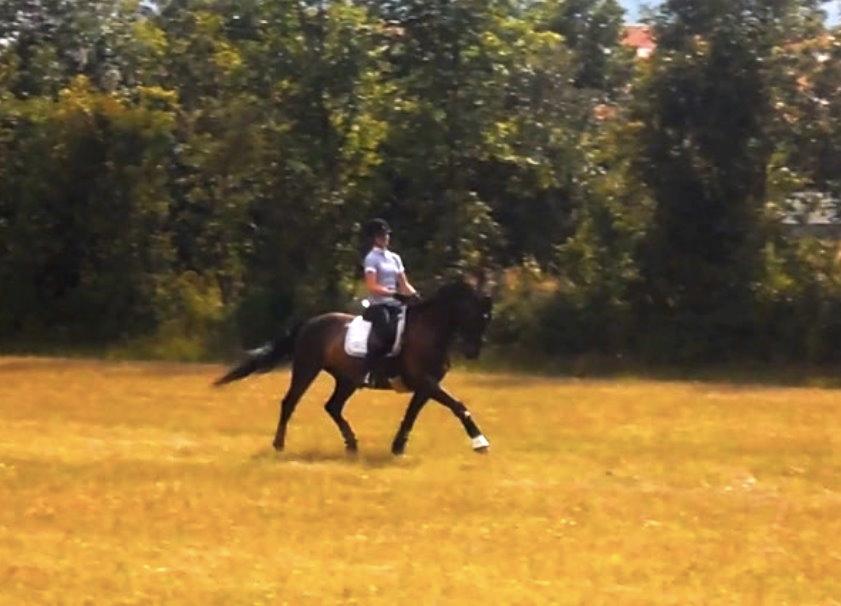Dansk Varmblod Caruso (SOLGT)  - lækker! billede 11