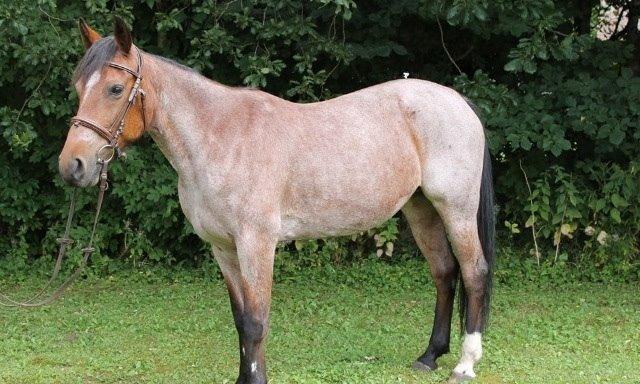 Traver Little Ridinghood (Lia.) billede 17