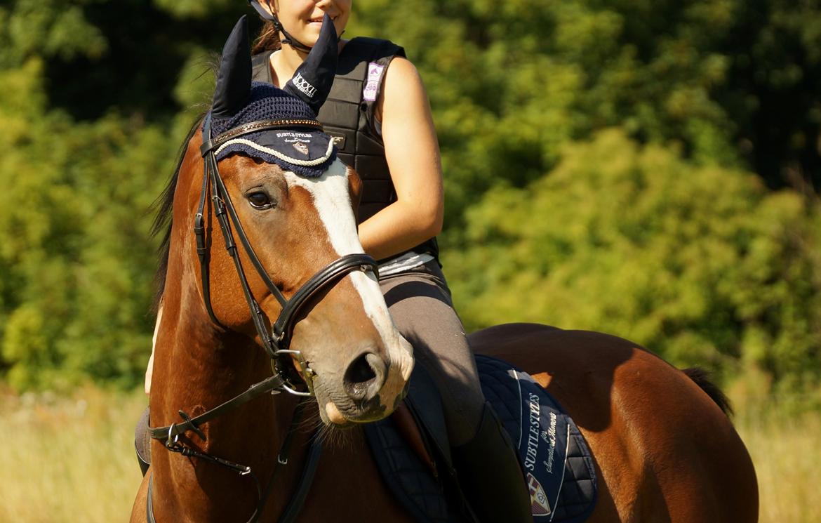 Dansk Varmblod Gade Drengen - EquineGraphy, Juli 2014 billede 9