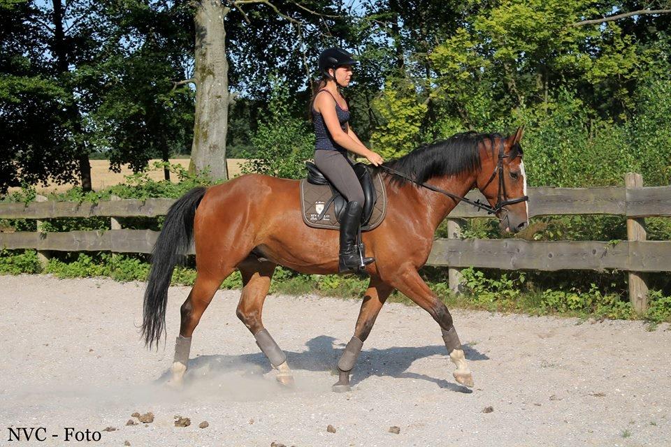 Dansk Varmblod Gade Drengen - NVC-Foto, Juli 2014 billede 11