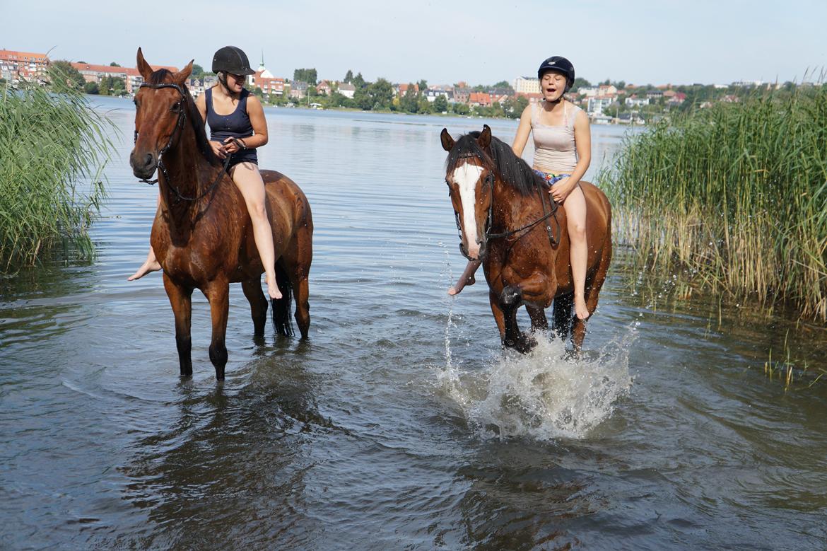 Dansk Varmblod Gade Drengen - Juli 2014 billede 12