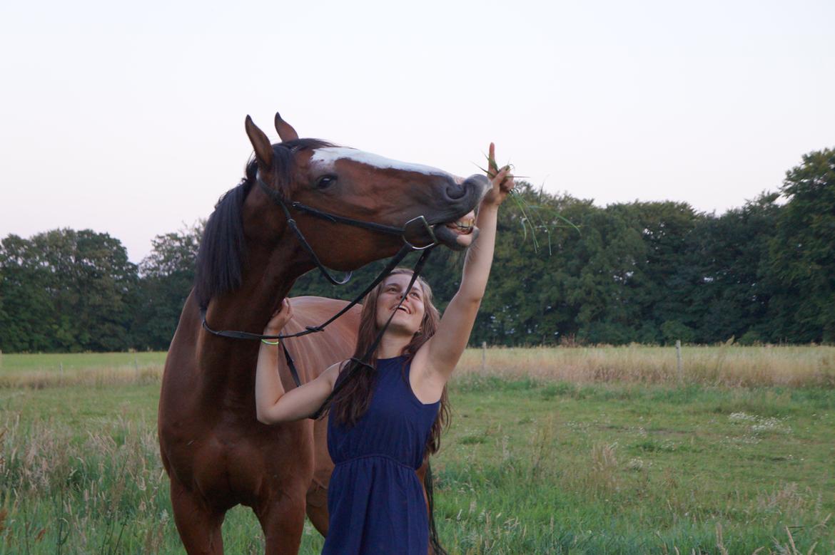 Dansk Varmblod Gade Drengen - Juli 2014 billede 13