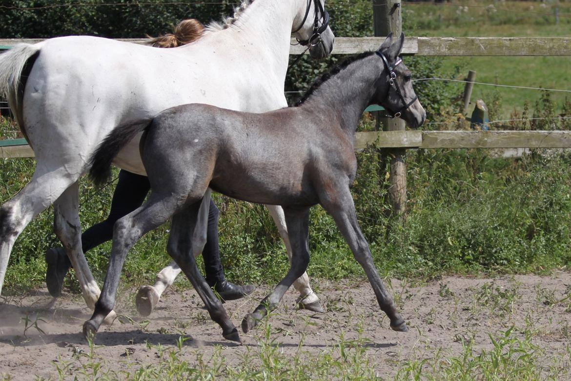 Trakehner Bint-Al-Malika billede 12