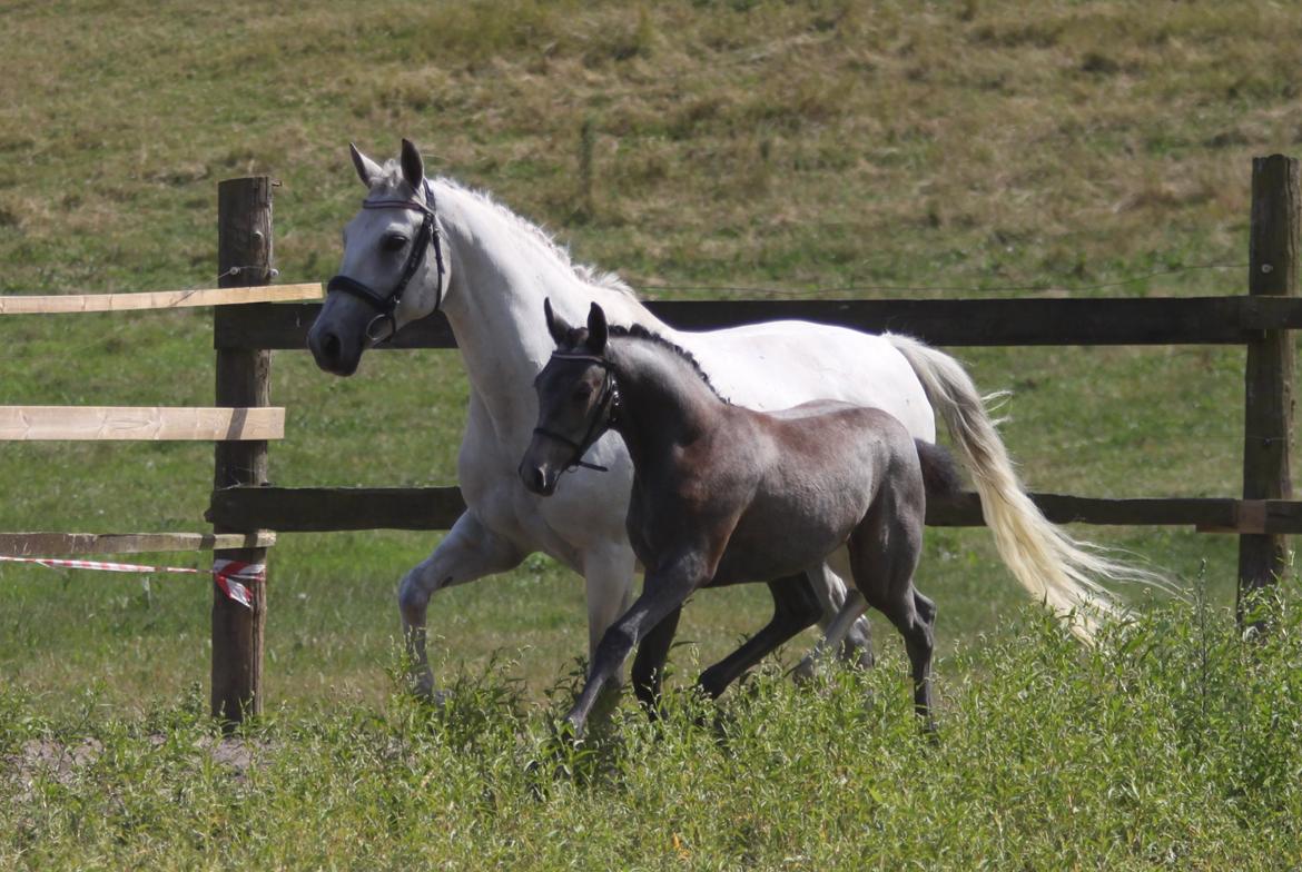 Trakehner Bint-Al-Malika billede 16
