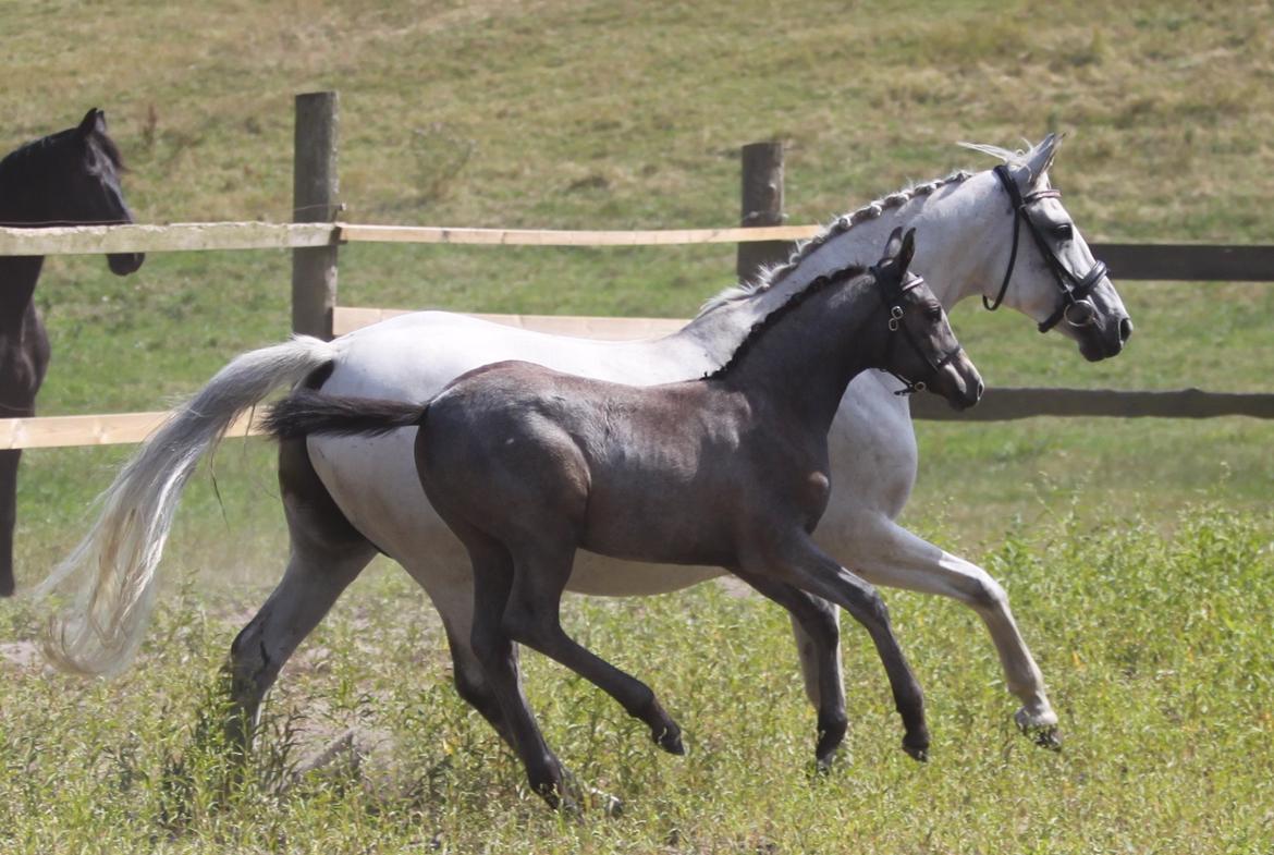 Trakehner Bint-Al-Malika billede 14
