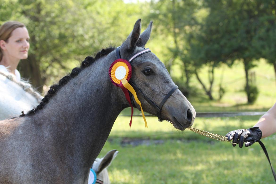 Trakehner Bint-Al-Malika billede 18