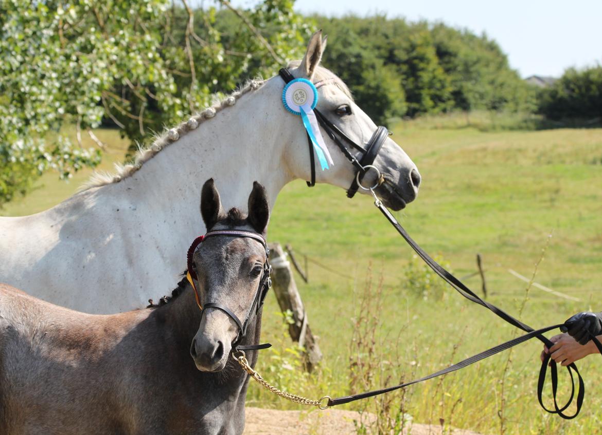 Trakehner Bint-Al-Malika billede 19